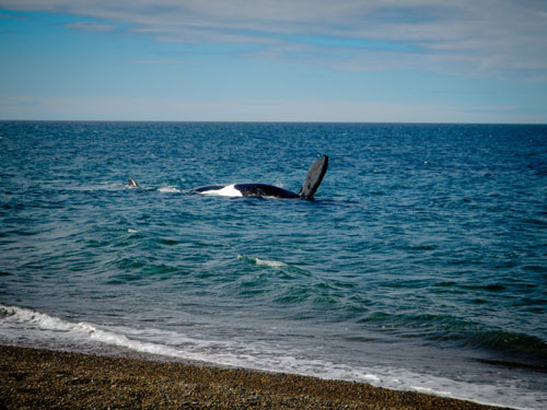 Léa et Lili font face à plusieurs baleines venues les accueillir à leur arrivée en Patagonie